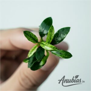 Anubias Chili