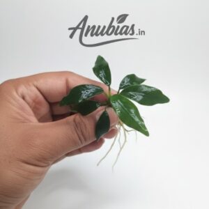 Anubias 'Dragon Claw'
