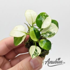 Anubias Panda