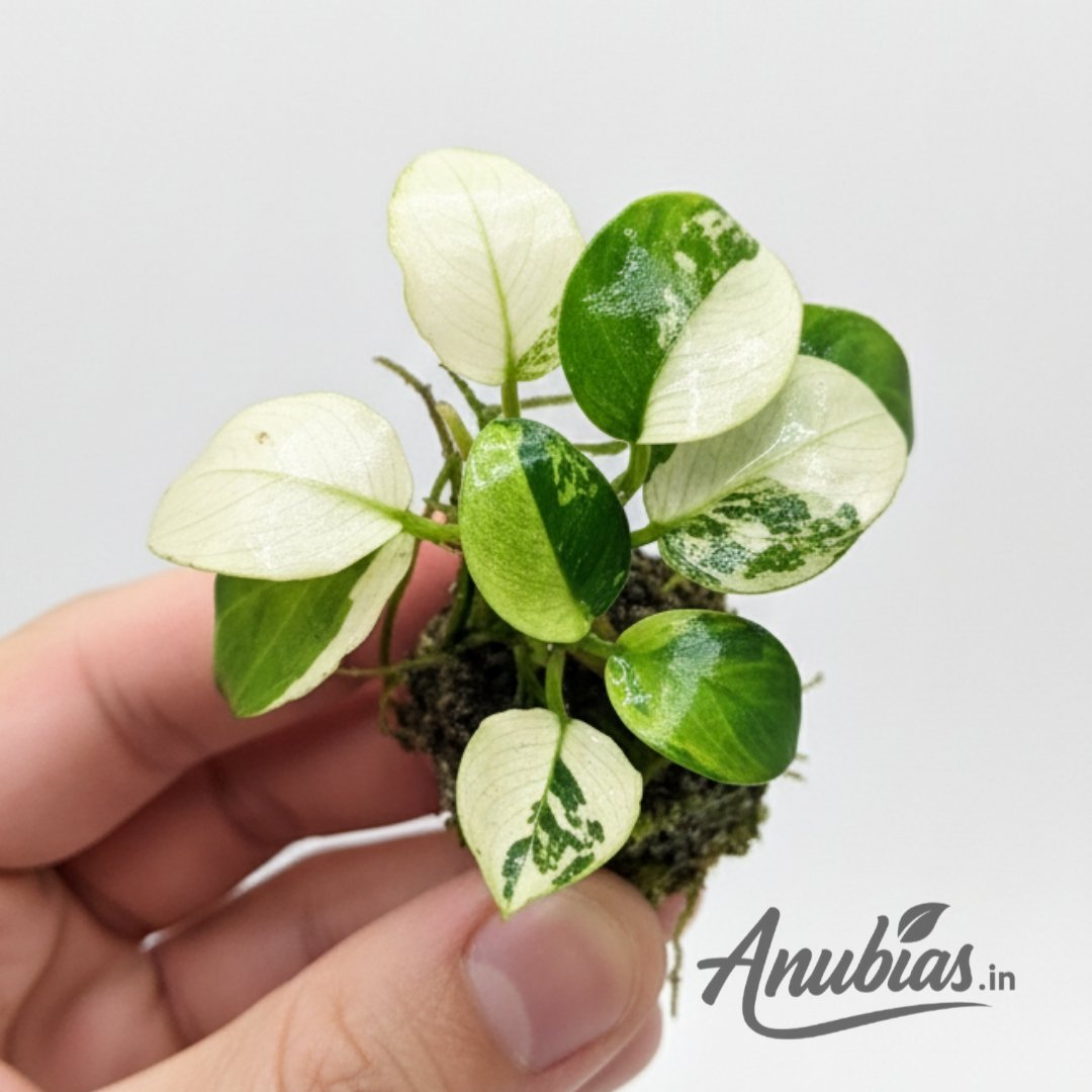 Anubias Panda – BUY ANUBIAS