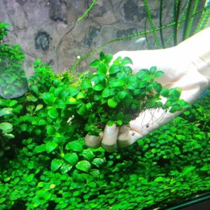 Anubias Nana Petite Clump