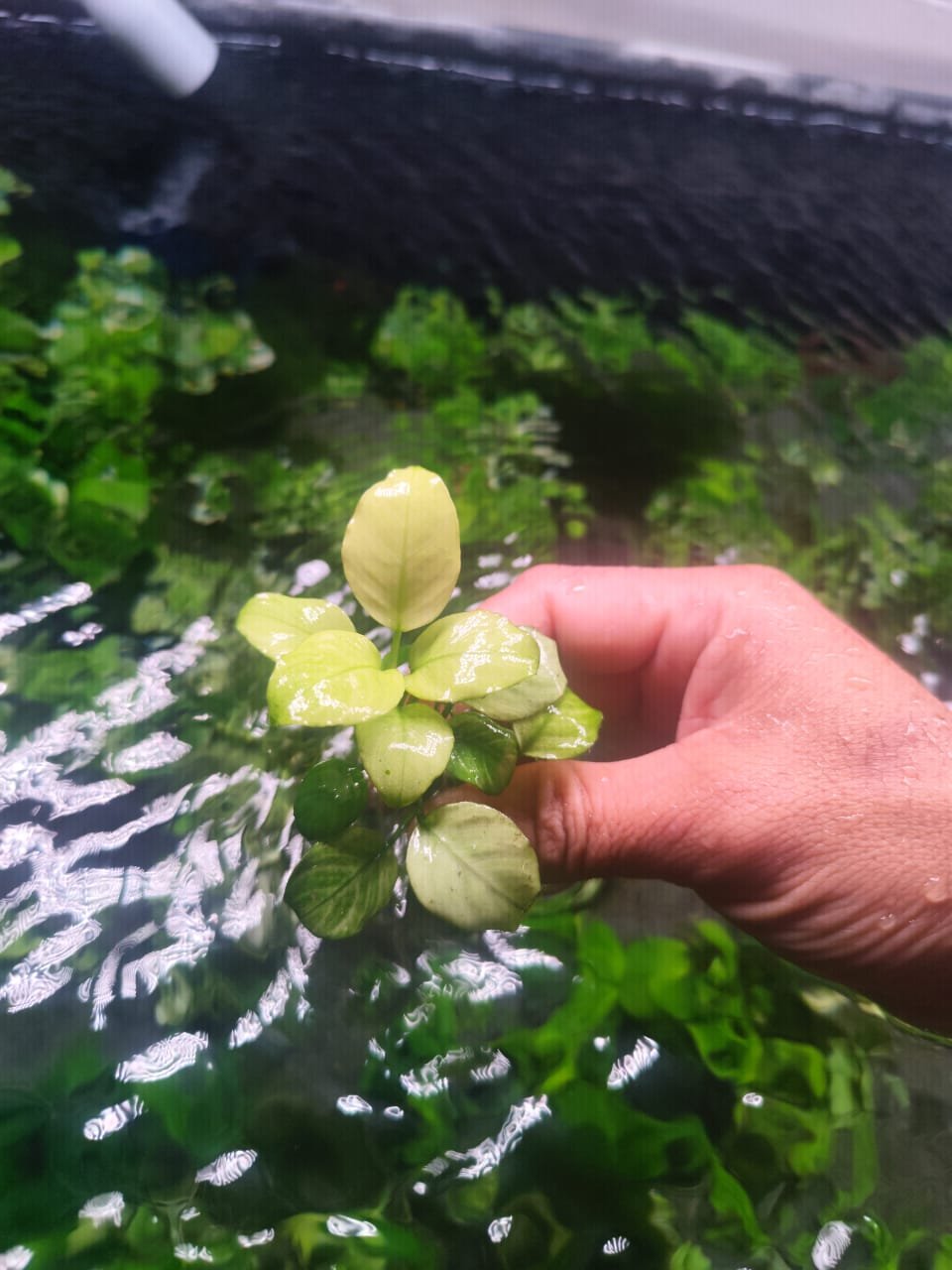 A lush Anubias Barteri plant.