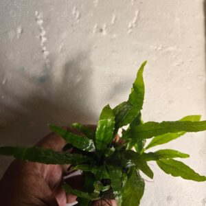 Wrinkled Leaf Java Fern (Microsorum pteropus 'WrinkledLeaf')
