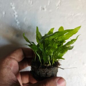 Java Fern Philippine