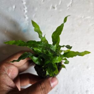 Java Ferns (Microsorum pteropus)