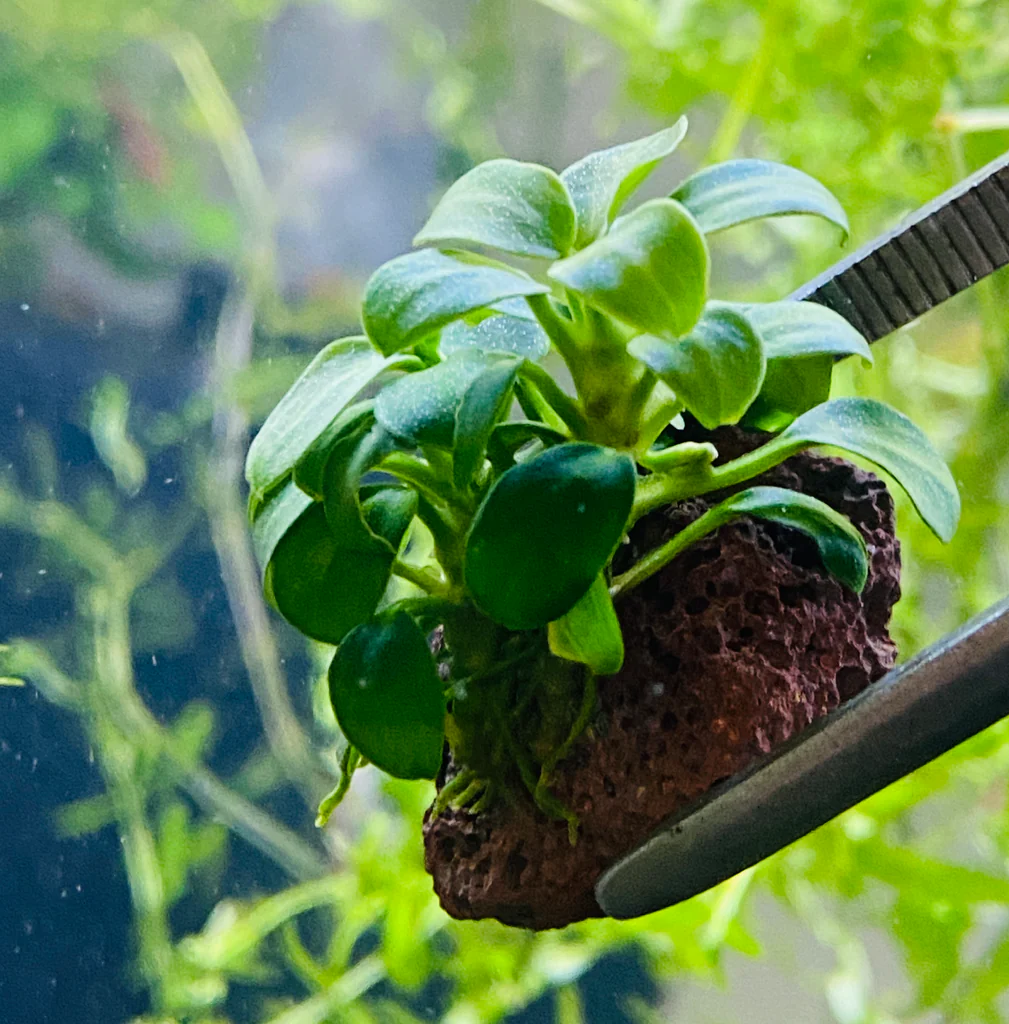 A small Anubias Nana Petite in a detailed aquascape.