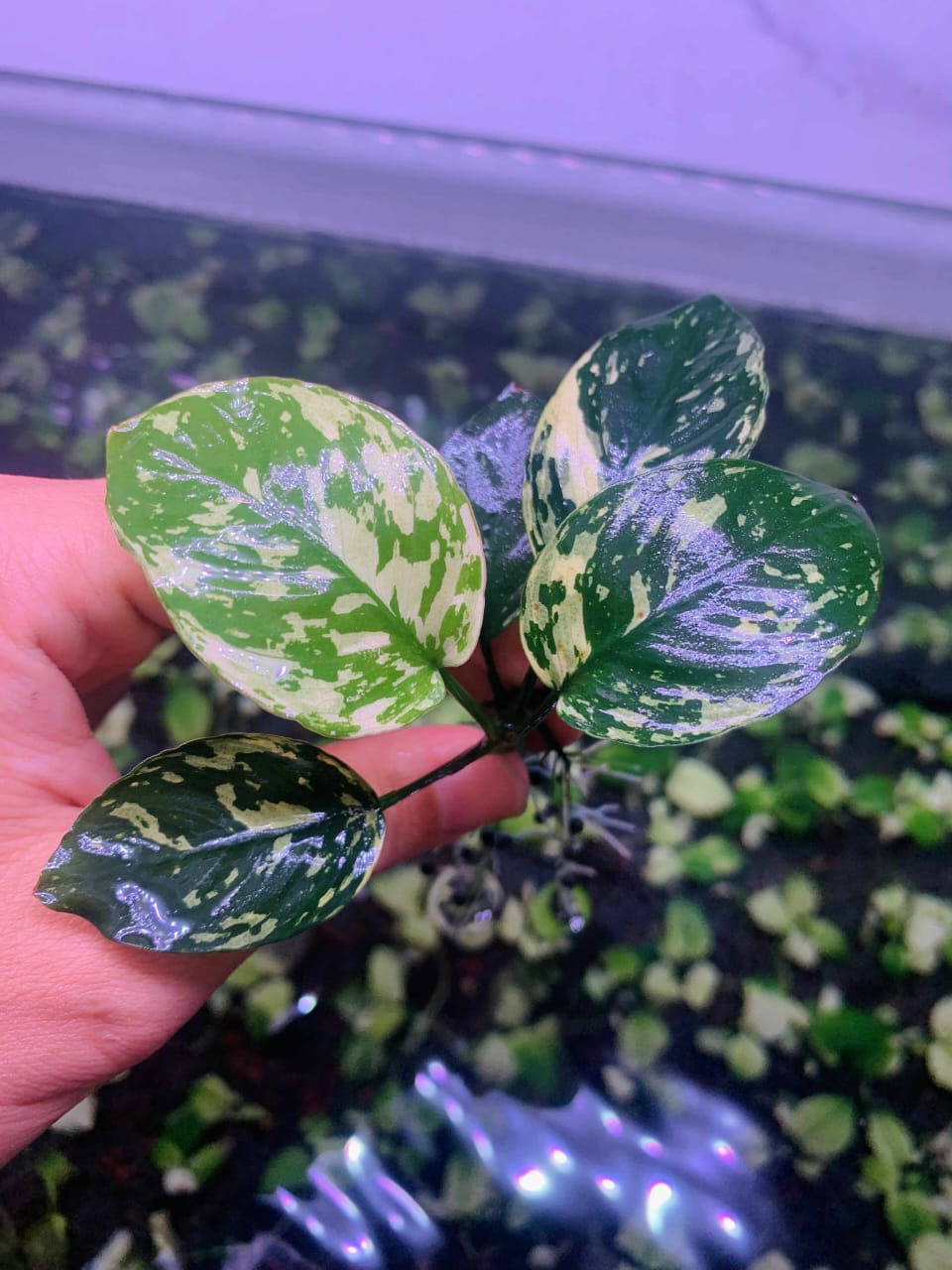 アヌビアス斑入りキングAnubias sp.Variegated King10株 アヌビアス