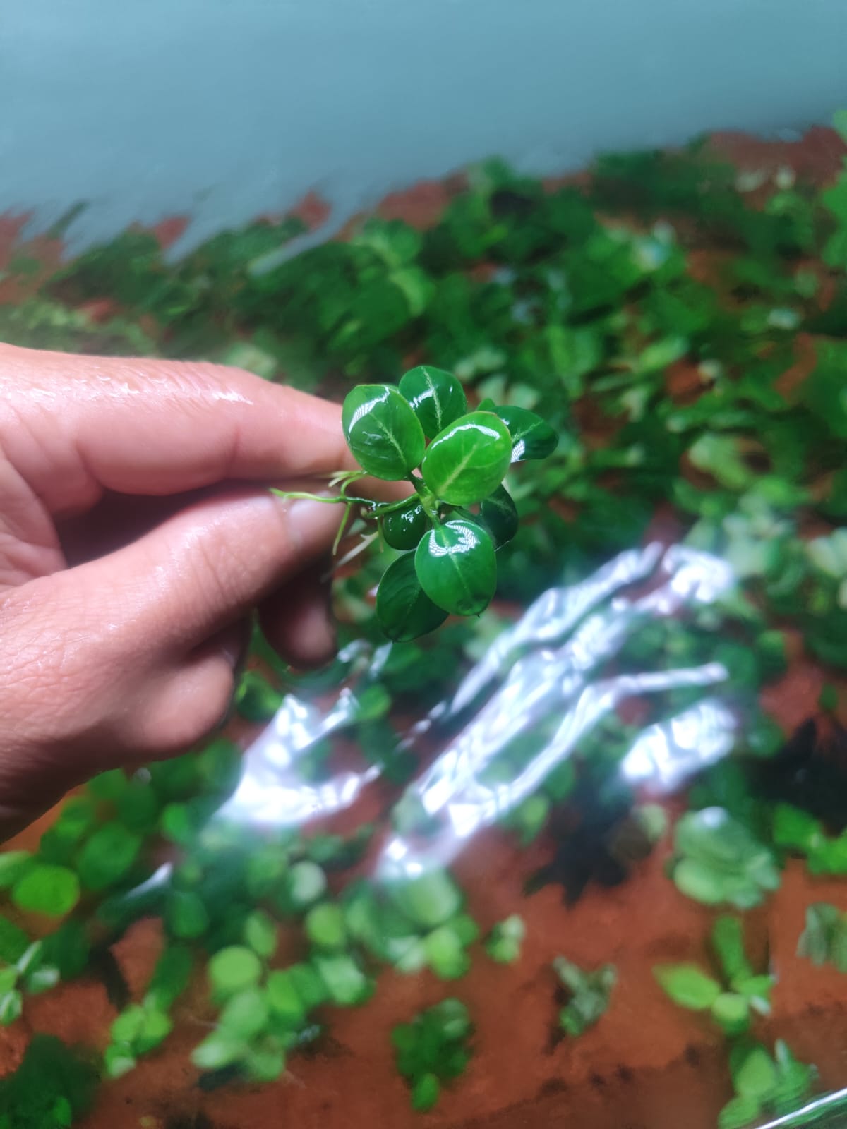 The distinct leaf shape of an Anubias Nangi.