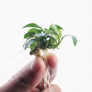 Anubias Barteri var glabra