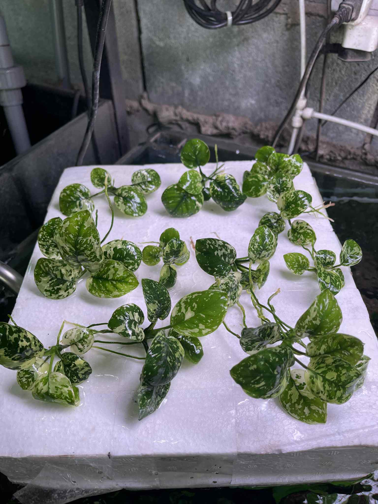 Close-up of an Anubias rhizome ready for propagation.
