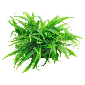 Dwarf Java Fern (Microsorum pteropus 'Green Gnome' or 'Mini'